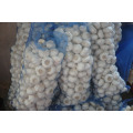 Chinesischer Hersteller liefern direkt beste Qualität frischen weißen Knoblauch